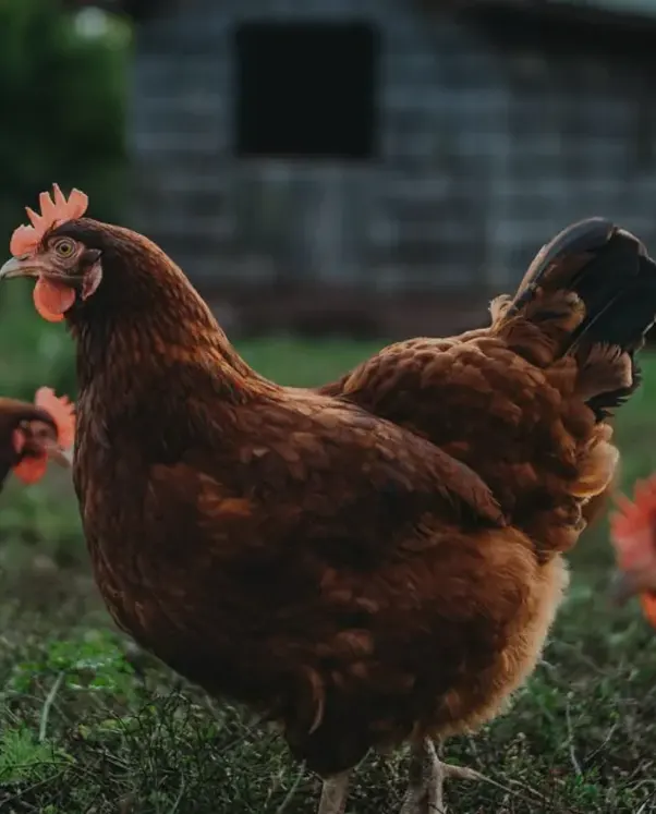 Farm life in Guyana