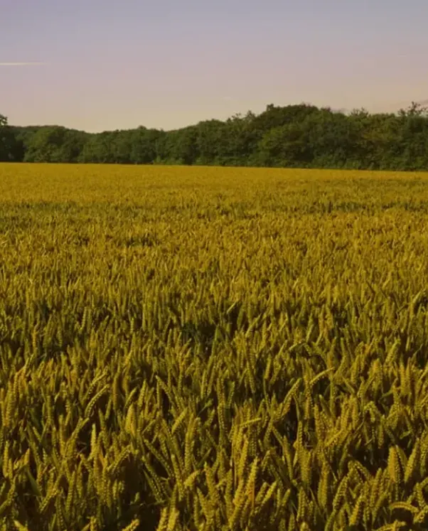Guyana's agricultural fields