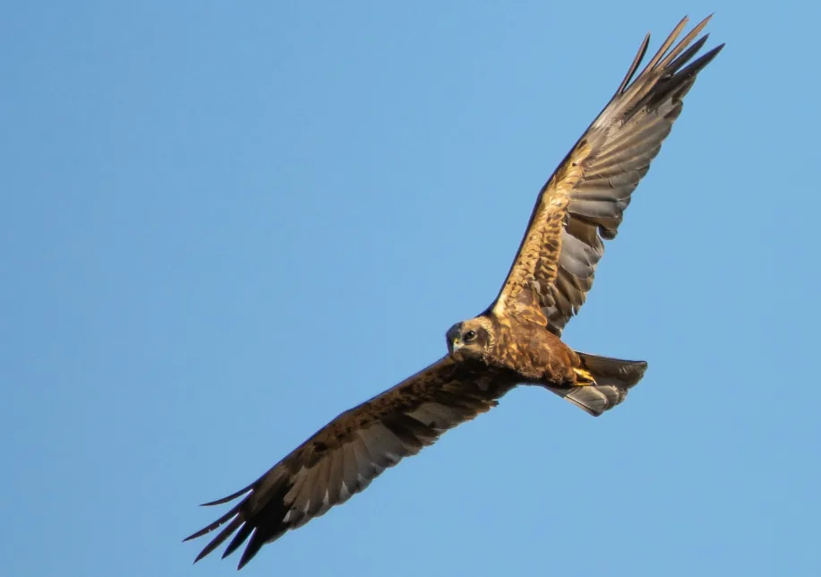 Raptor over the savannah