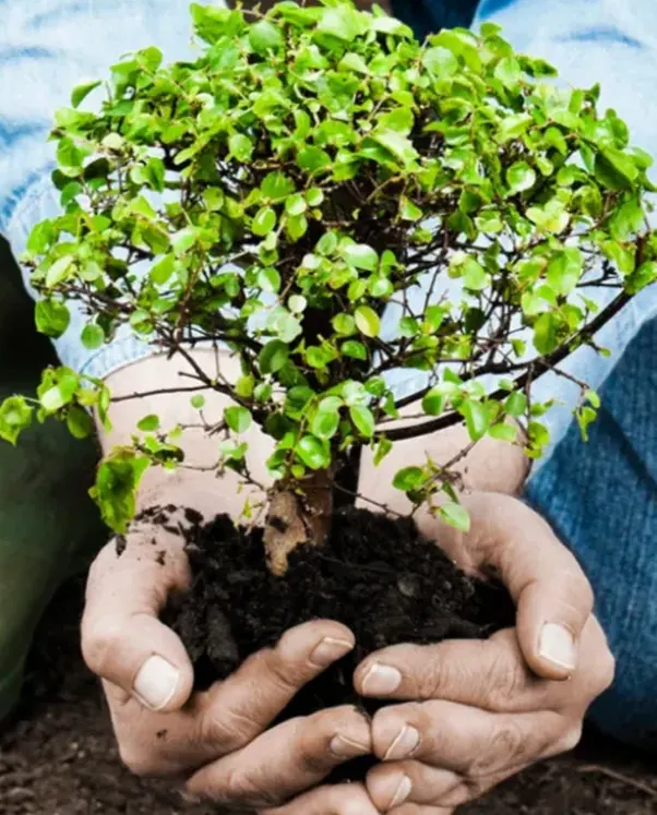 Sustainable development in Guyana