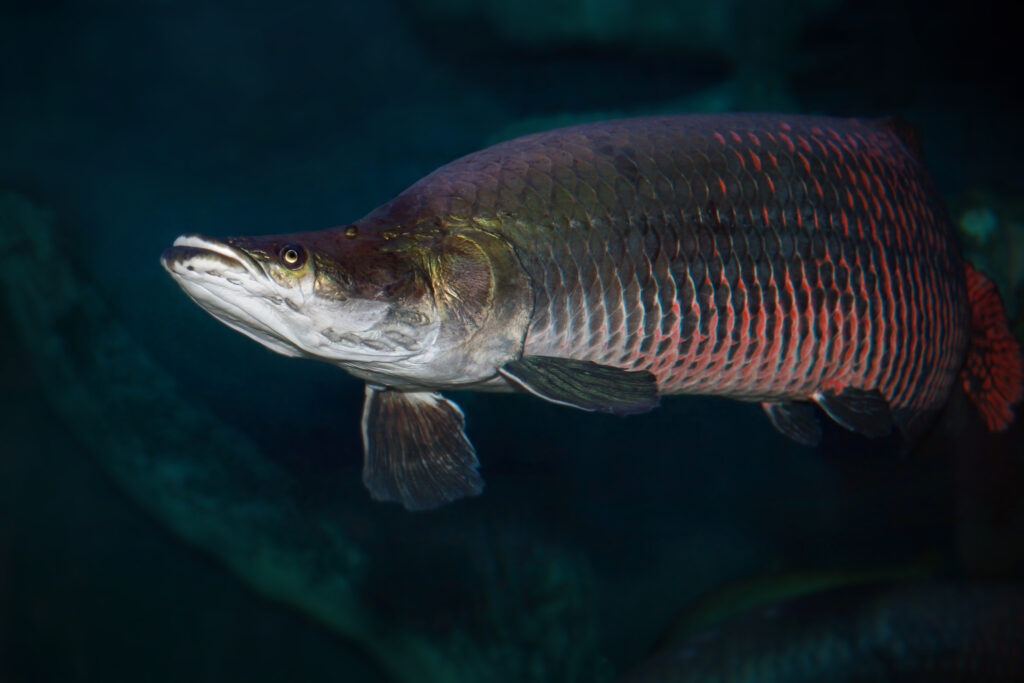 Arapaima Sudis gigas, also known as the pirarucu. Wildlife animal