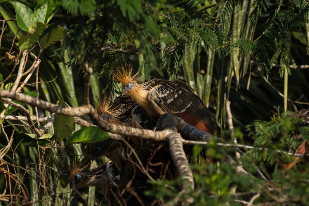 Closeup view of exotic colorful Hoatzin bird Opisthocomus hoazin sitting in lush green tropical Amazon rainforest trees Sauce Lagoon Tarapoto Peru South America
