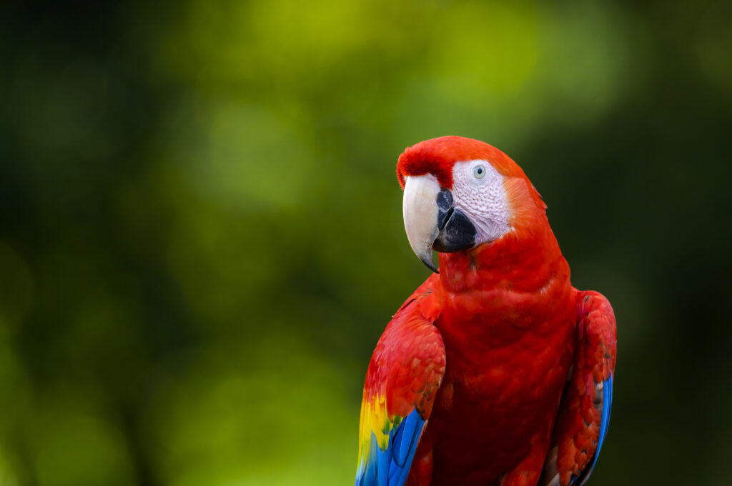 Scarlet Macaw (Ara macao) portrait, looking at camera, Costa Rica.