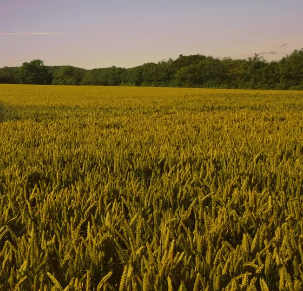 Golden Rice Fields