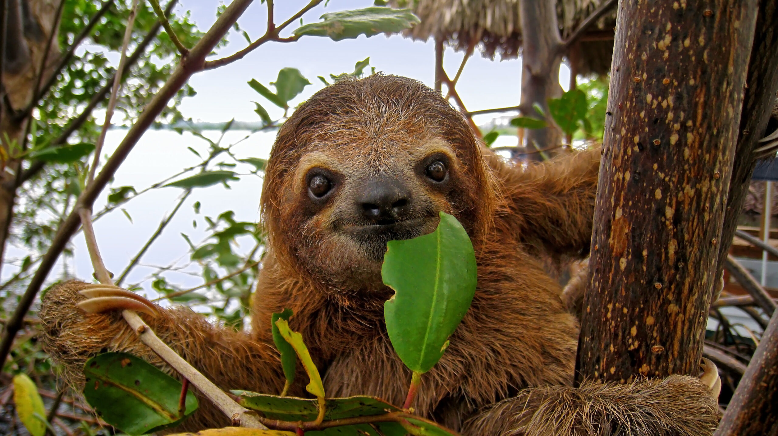 Three-toed sloth