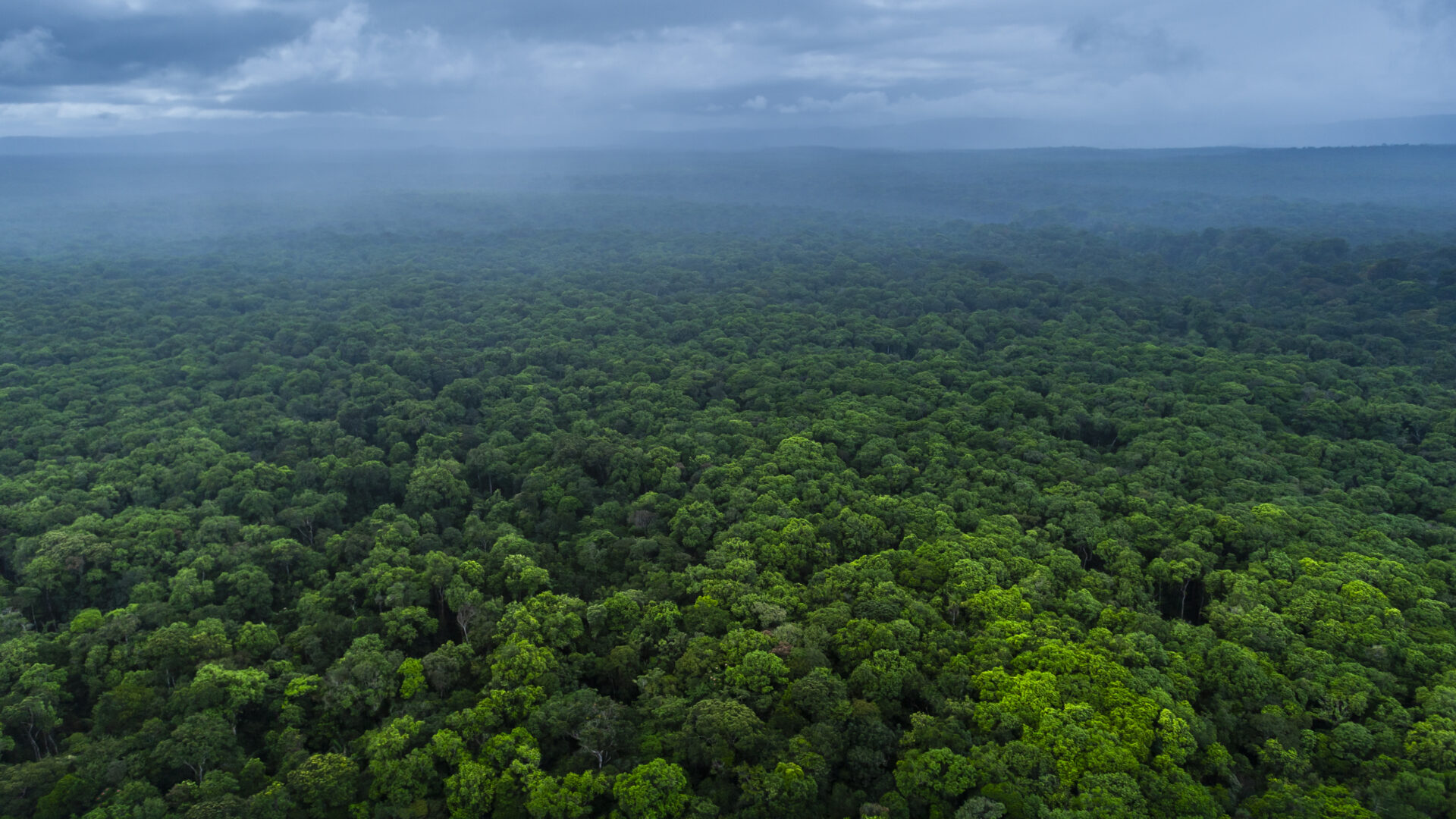 The Amazon