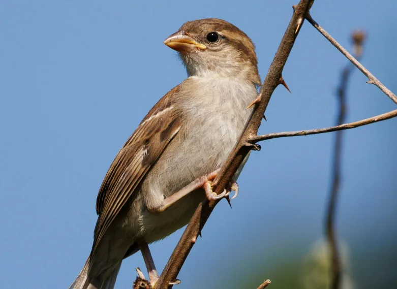 Songbird
