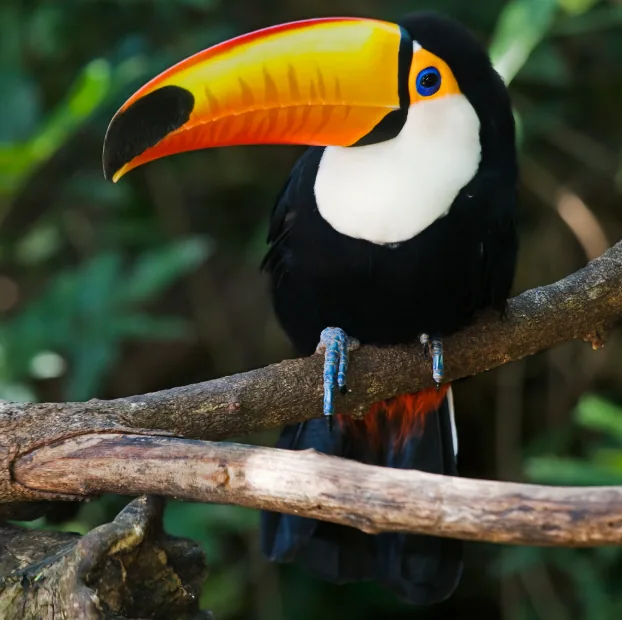 Toco Toucan