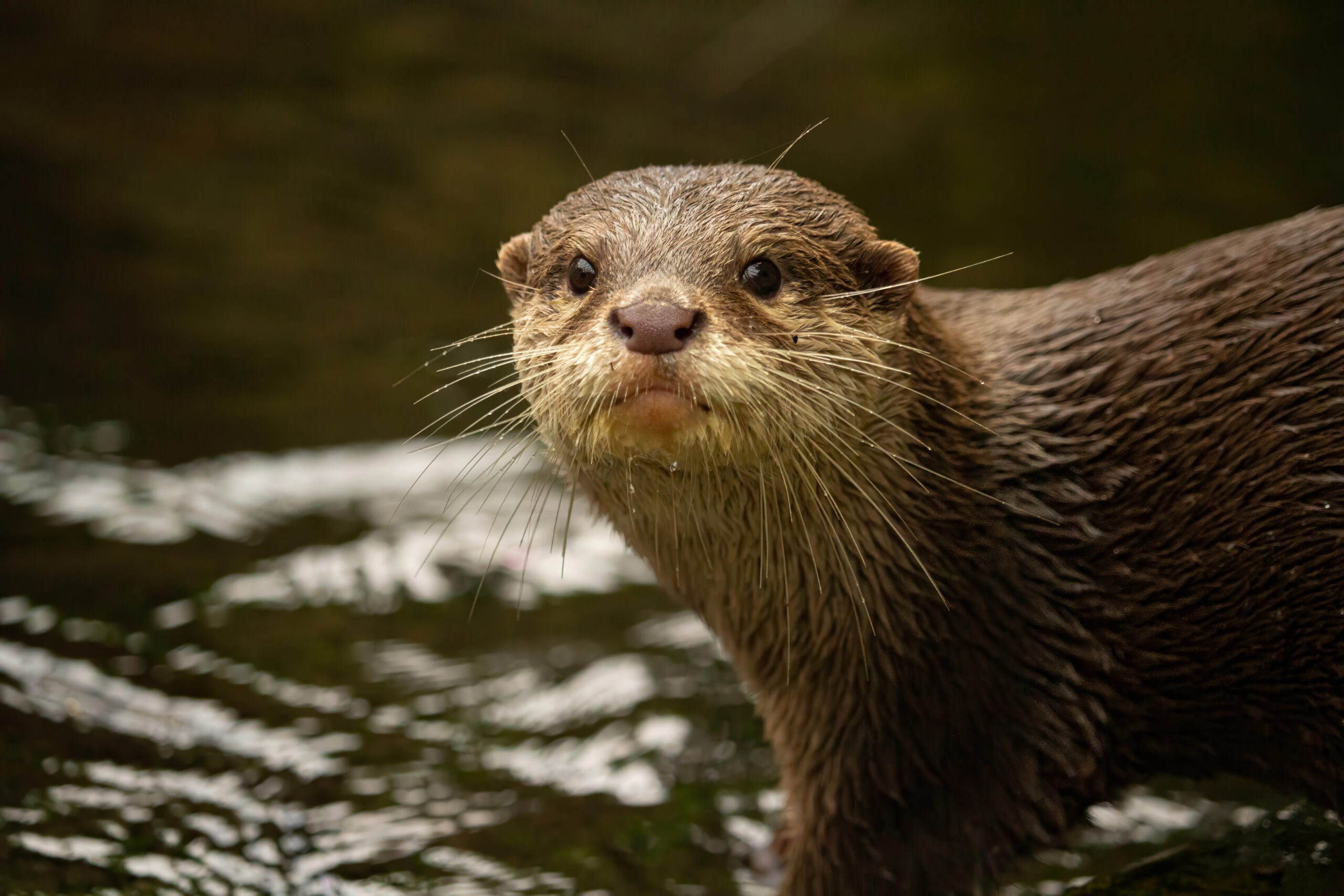 Giant River Otters