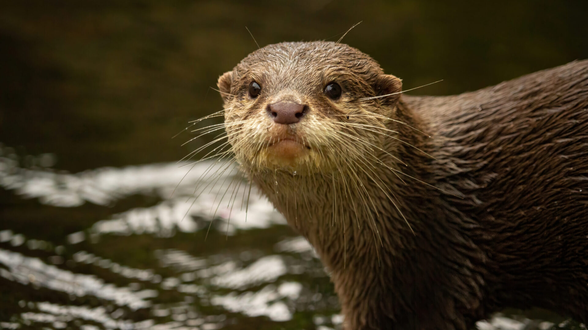 The Giant River Otters