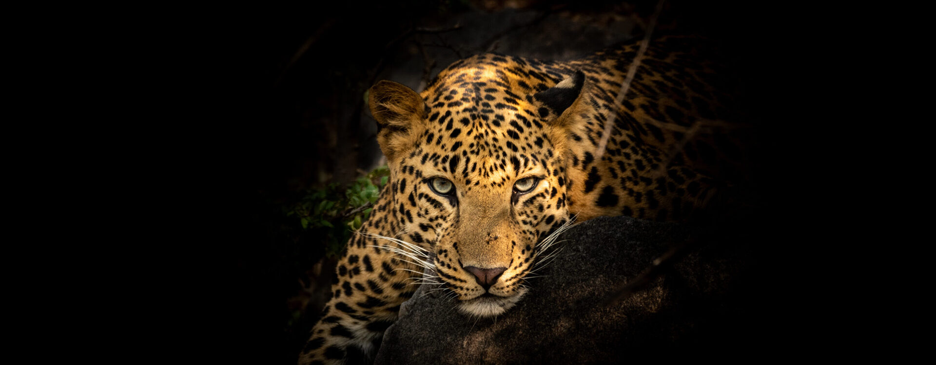 Guyana’s Jaguar