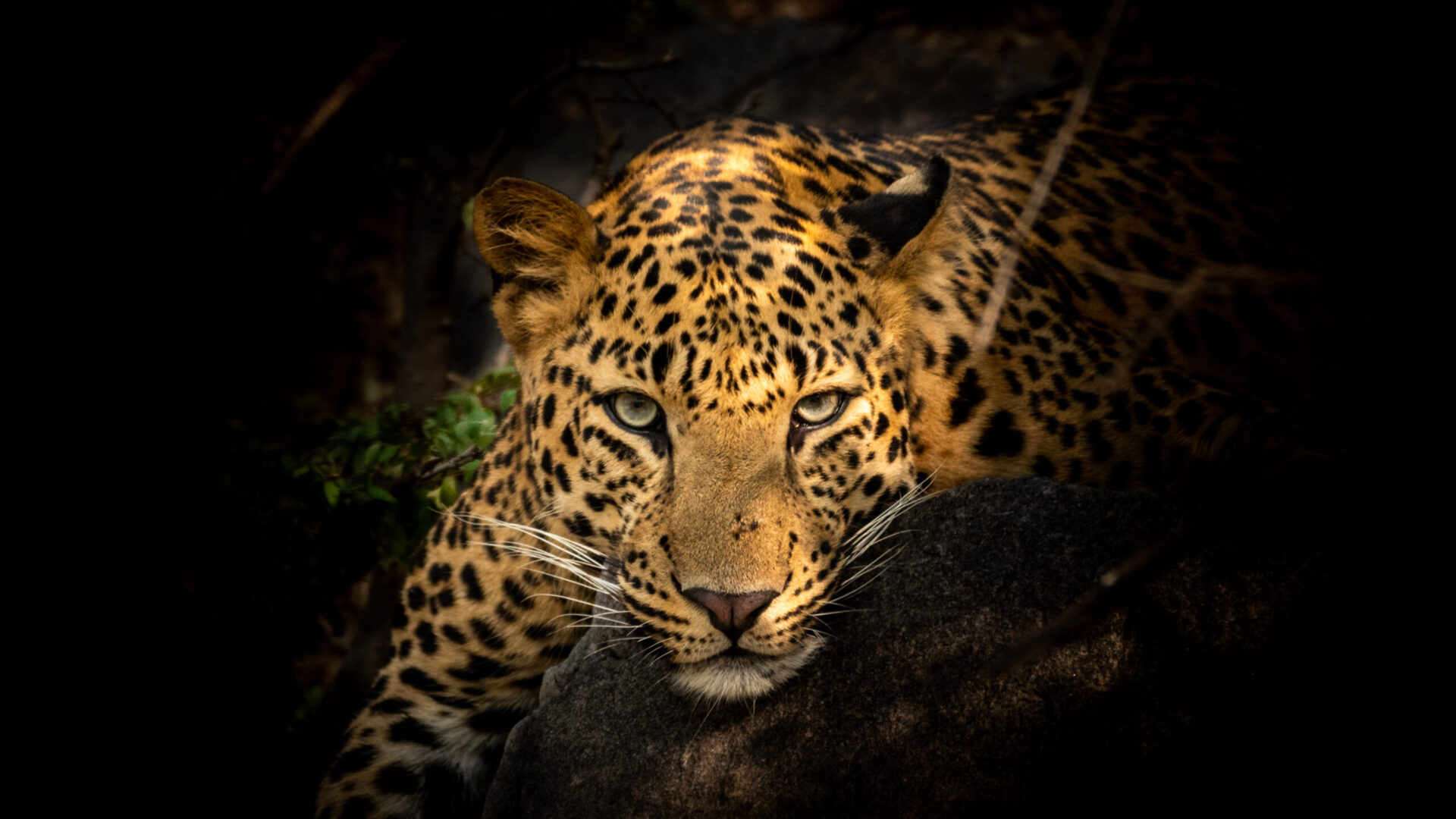 Guyana’s Jaguar