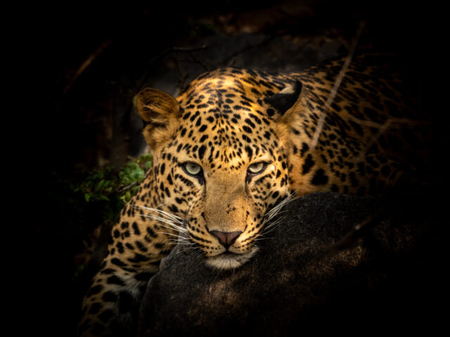 Guyana’s Jaguar