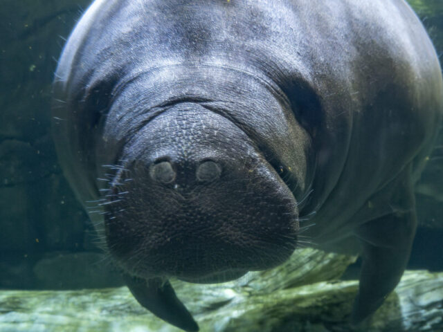 The Gentle Manatees