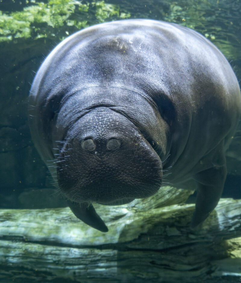 The Gentle Manatees