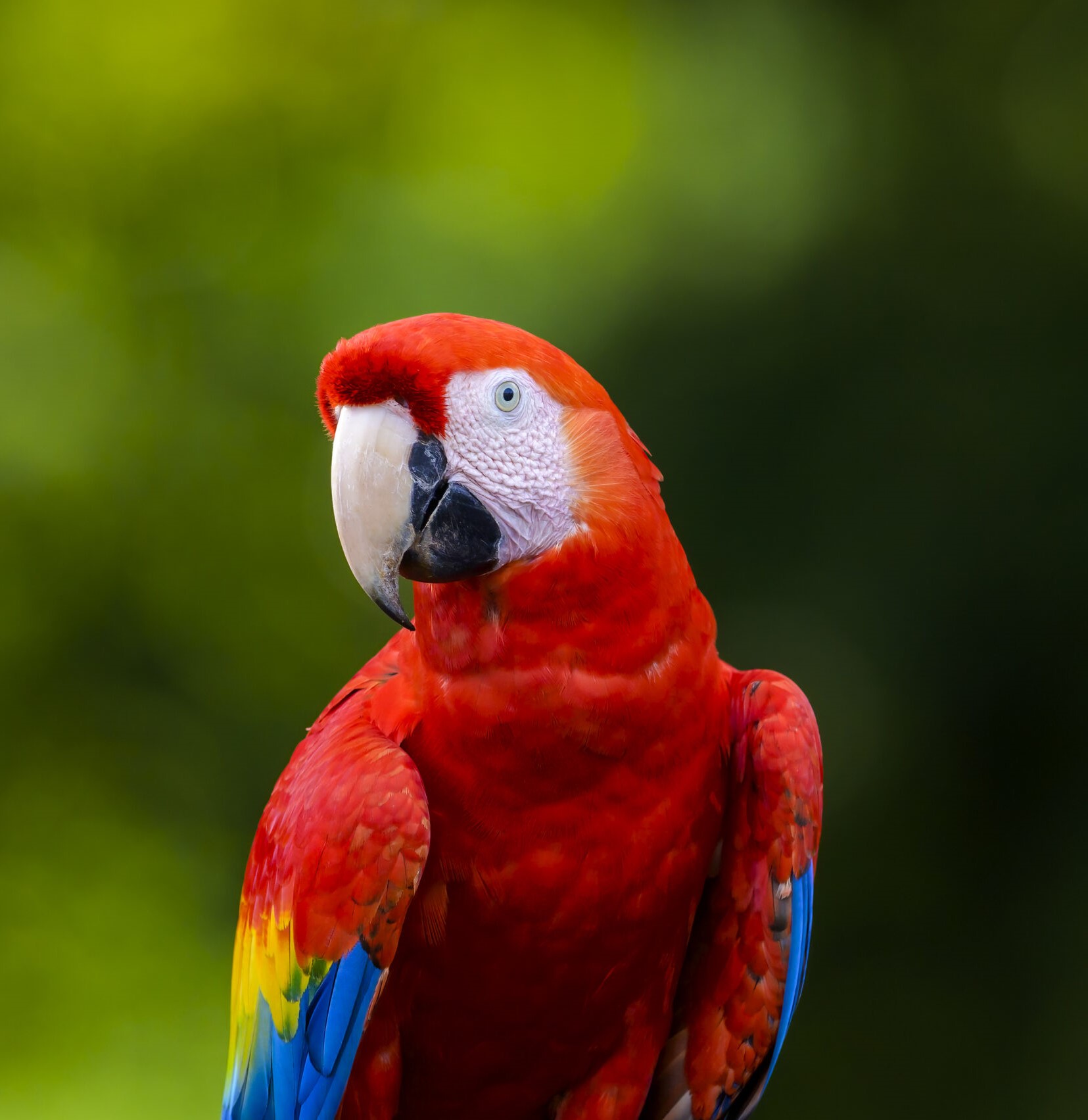 Macaws in Flight