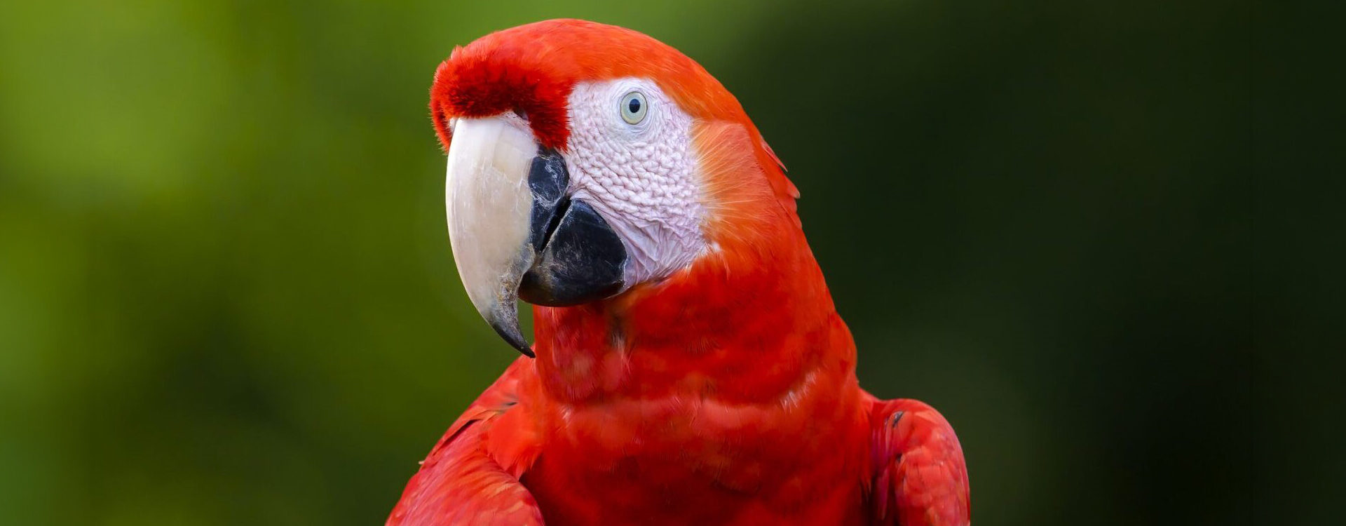 Macaws in Flight