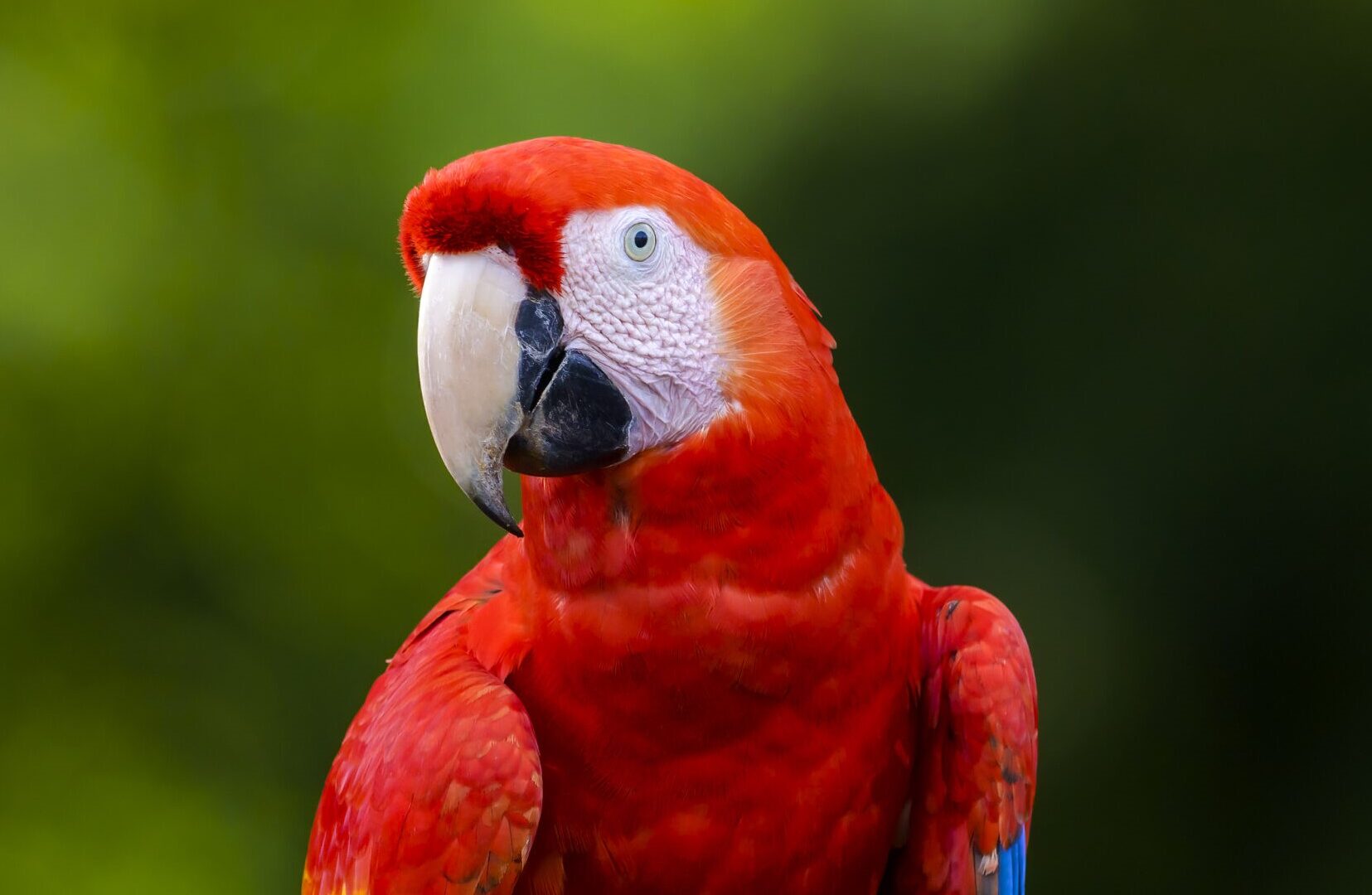 Macaws in Flight