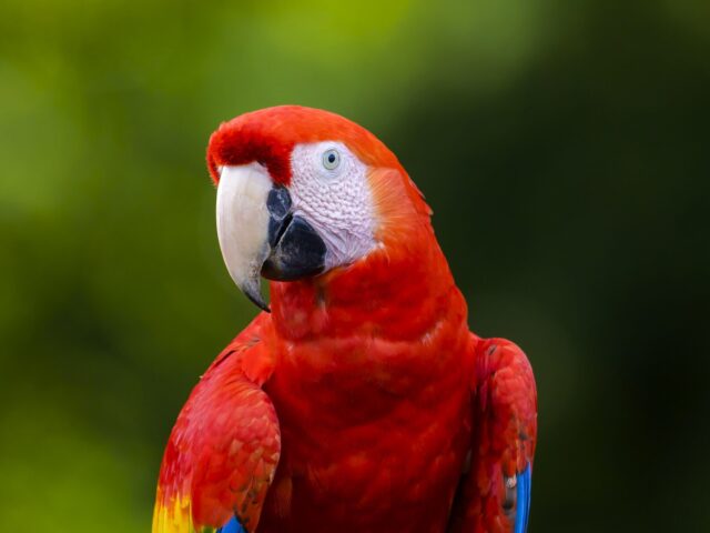 Macaws in Flight