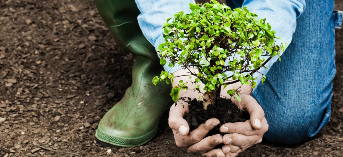 Planting Tomorrow