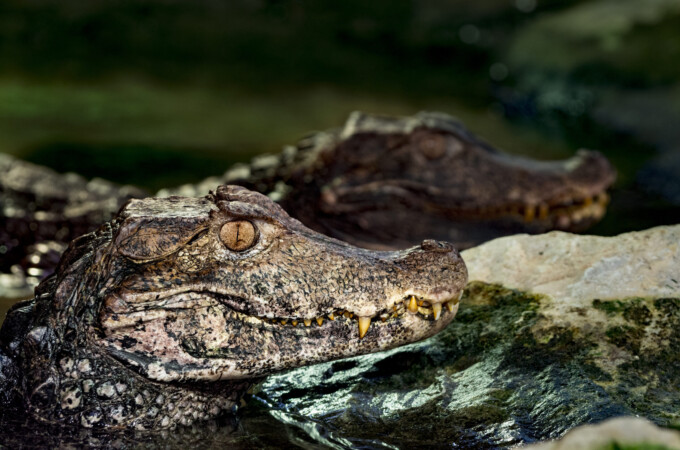 Close-up oh Cuvier's dwarf caiman, the smallest species of crocodile family. It is peeking out of the water next to the rock. In the background is another one.