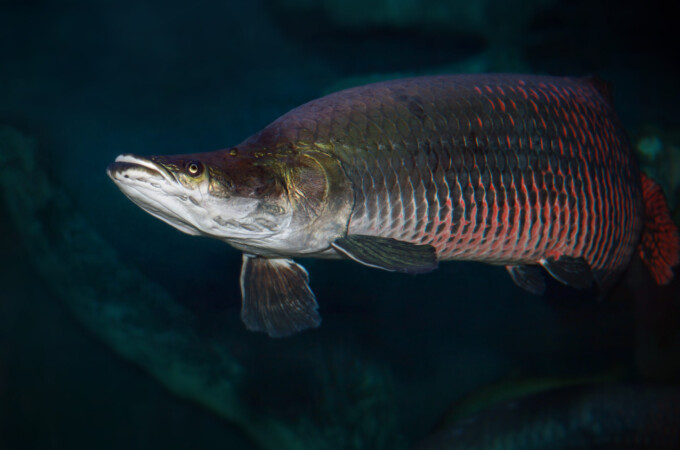 Arapaima Sudis gigas, also known as the pirarucu. Wildlife animal