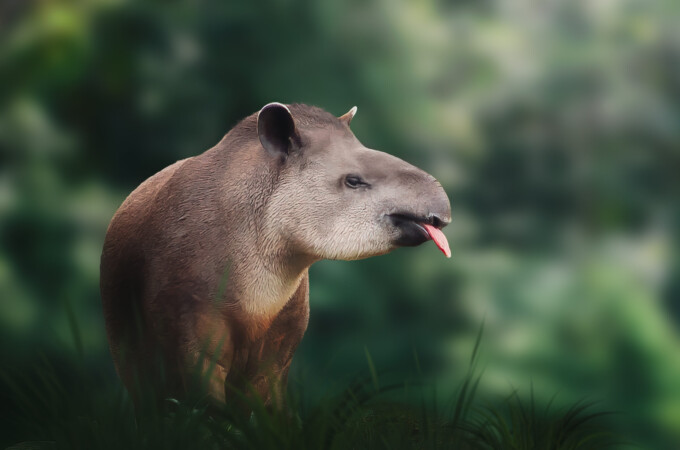 Lowland Tapir (Tapirus terrestris) showing tongue or South American Tapir