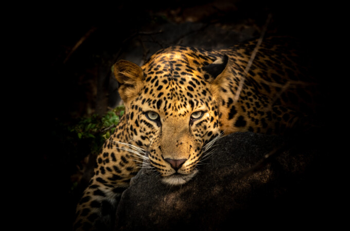 Fine art portrait of wild male leopard or panther or panthera pardus with eye contact in isolated black background at wildlife safari in forest of central india