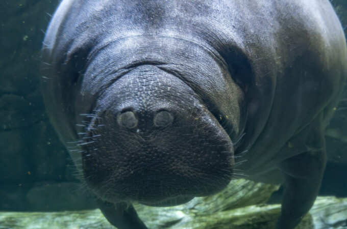 manatee underwater looking at you close up