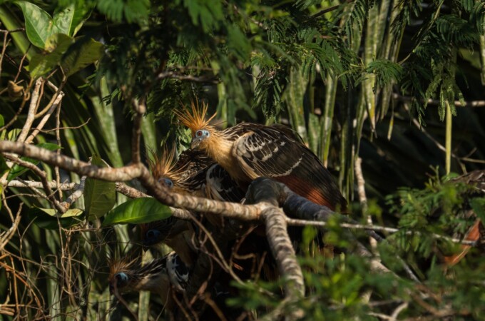 Closeup view of exotic colorful Hoatzin bird Opisthocomus hoazin sitting in lush green tropical Amazon rainforest trees Sauce Lagoon Tarapoto Peru South America